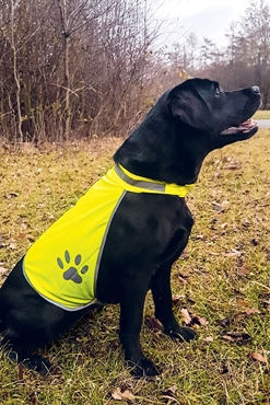 Immagine di Gilet sicurezza per cane